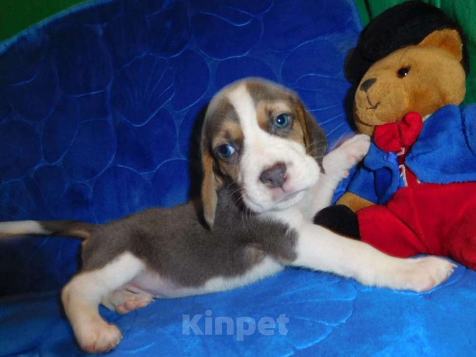 Собаки в Москве: Биглики Девочка, 40 000 руб. - фото 5