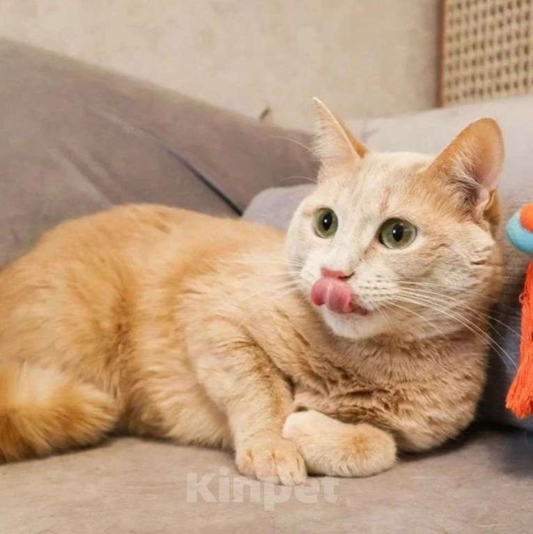 Кошки в Москве: Ричик остался незамеченным Мальчик, Бесплатно - фото 4