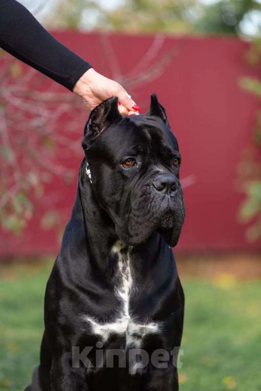 Собаки в Донецке: Вязка кане корсо Мальчик, Бесплатно - фото 5