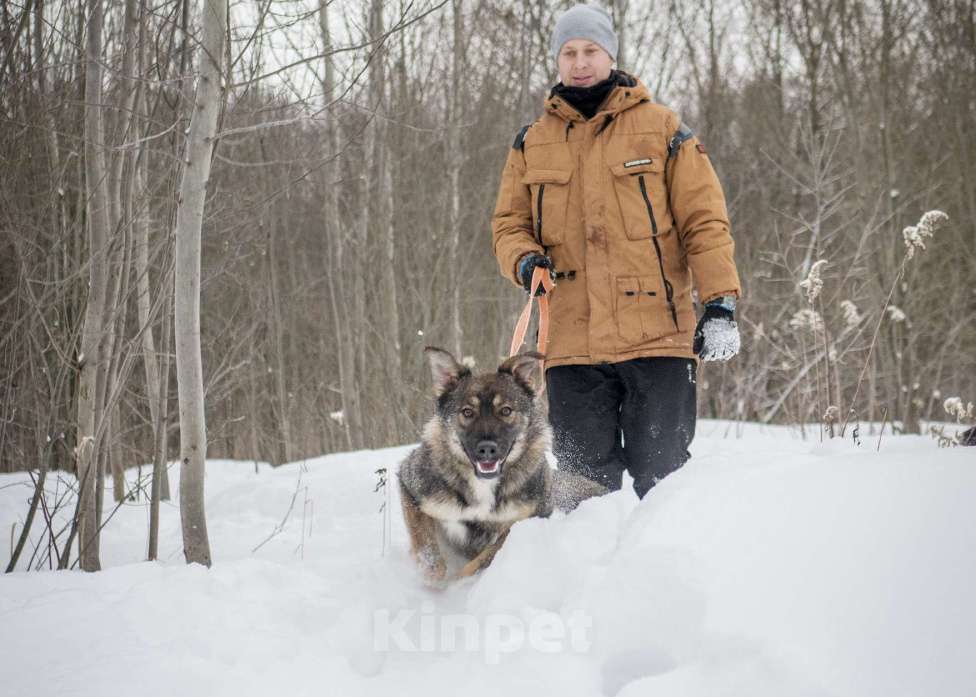 Собаки в Москве: Рея Девочка, Бесплатно - фото 4