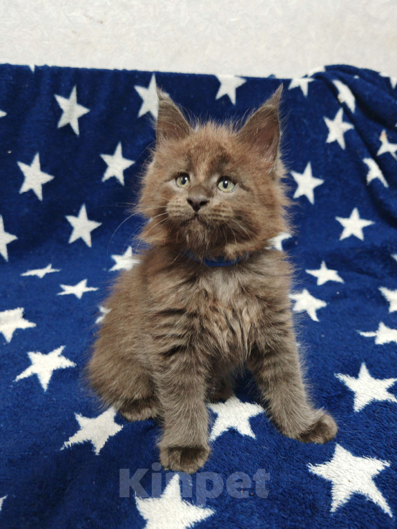 Кошки в Москве: Шикарный малыш мейн-кун Мальчик, 35 000 руб. - фото 3