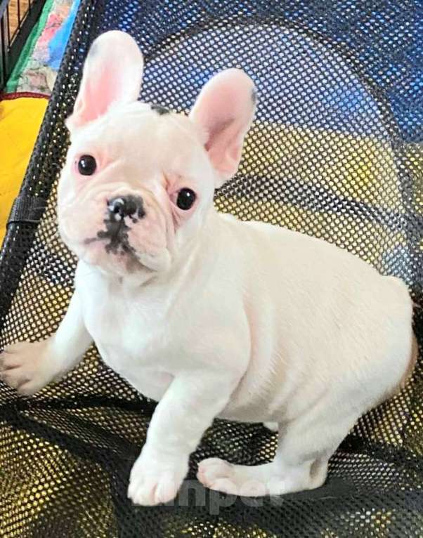 Собаки в Домодедово: Девочка французского бульдога. Метрика РКФ.  Родители проверены на генетические заболевания.   Девочка, 75 000 руб. - фото 1