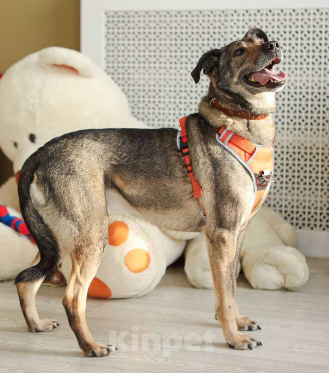 Собаки в Москве: Любящая собака Морра в добрые руки Девочка, Бесплатно - фото 4