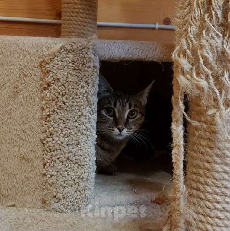 Кошки в Москве: У маленькой Пиратки нет лапки — она лишилась ее на улице 💔 Девочка, Бесплатно - фото 3