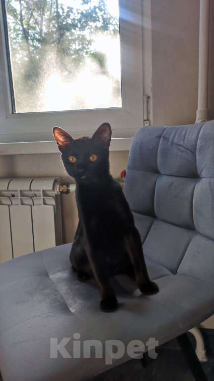 Кошки в Санкт-Петербурге: Бомбейские котята  Мальчик, Бесплатно - фото 7