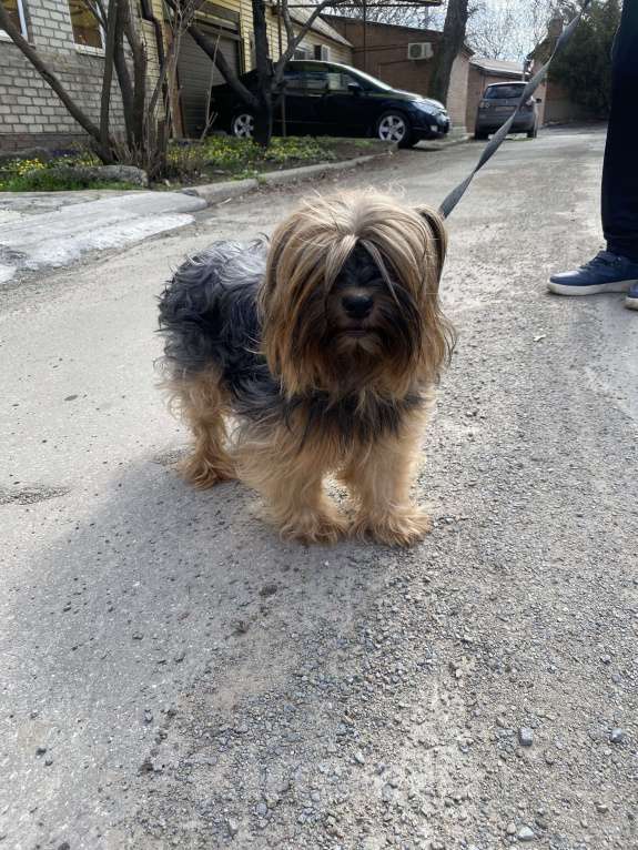 Собаки в Ростове-на-Дону: Найдена Йорк (кормящая) Девочка, Бесплатно - фото 1