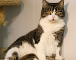 Кошки в Санкт-Петербурге: Кошка ищет дом Девочка, Бесплатно - фото 2