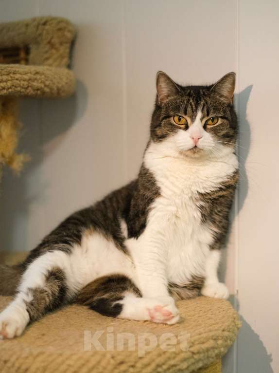 Кошки в Санкт-Петербурге: Кошка ищет дом Девочка, Бесплатно - фото 2