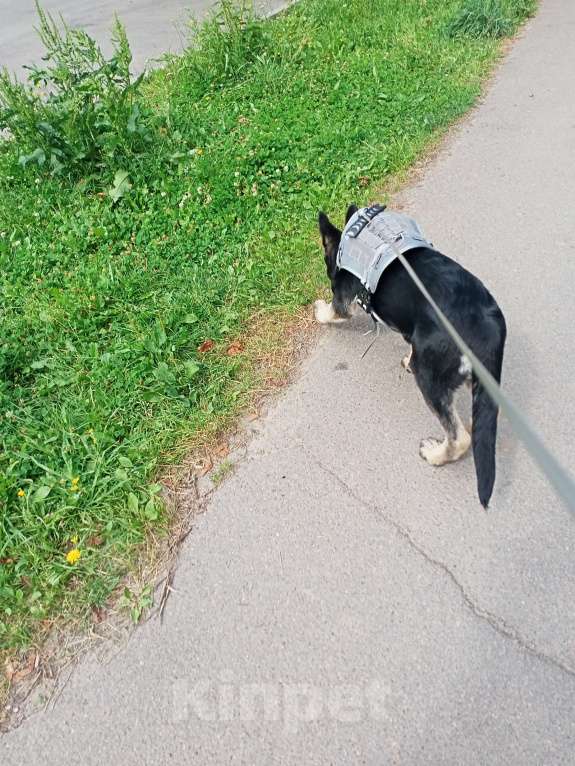 Собаки в других городах Ленинградской области: Срочно продаю Девочка, 35 000 руб. - фото 7