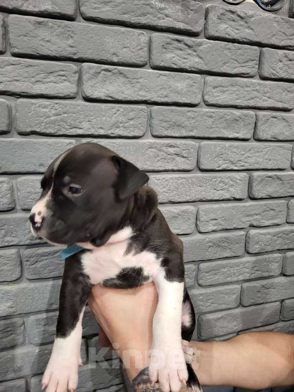 Собаки в других городах Московской области: Щенок стаффордширского терьера  Мальчик, 50 000 руб. - фото 2