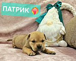 Собаки в Щелково: Мальчик щенок кадебо Мальчик, Бесплатно - фото 2