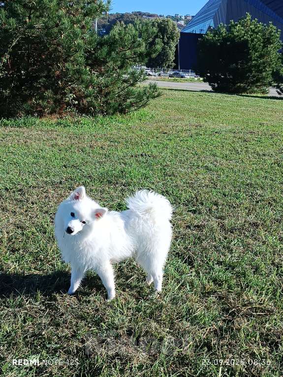 Собаки в Сочи: Белоснежный щенок японского шпица Мальчик, 30 000 руб. - фото 8