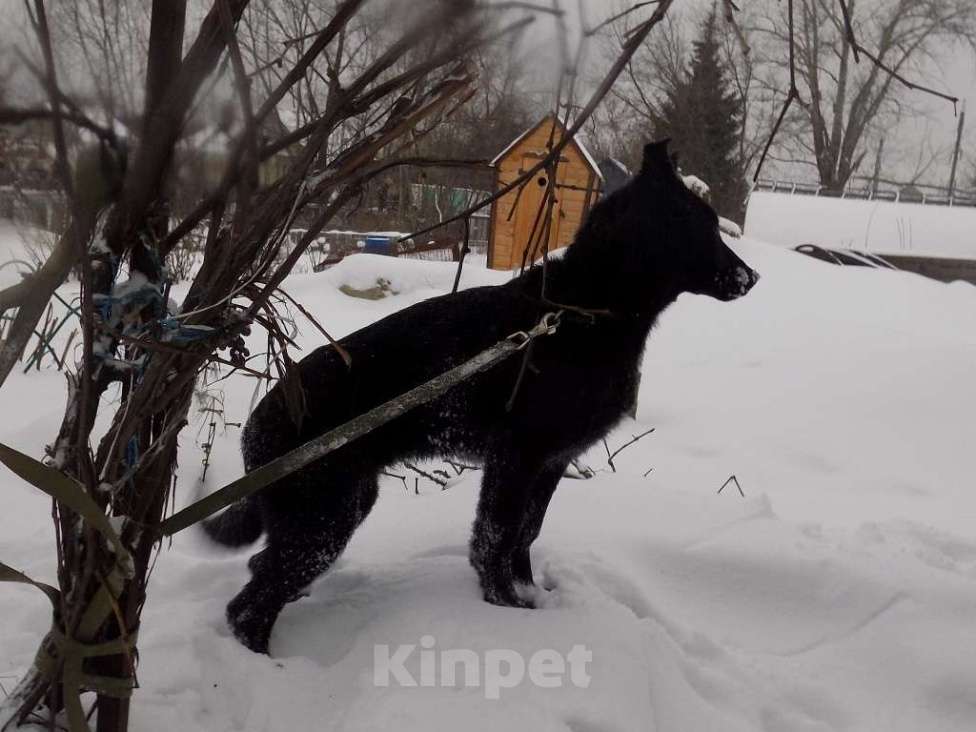 Собаки в Москве: Черные щенки немецкой овчарки, мальчики Мальчик, 20 000 руб. - фото 1