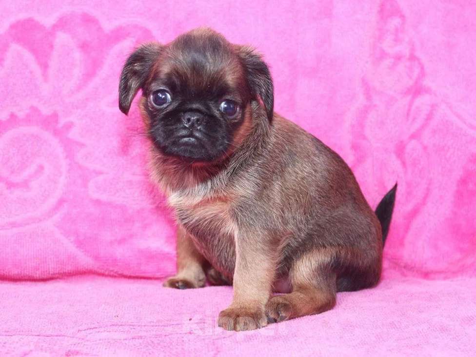 Собаки в Санкт-Петербурге: Очаровашка Девочка, 80 000 руб. - фото 4