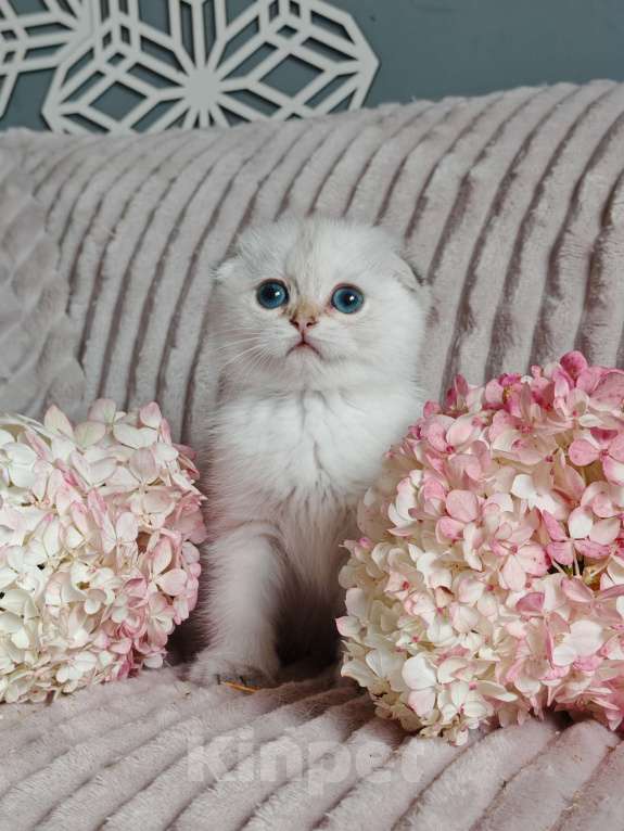 Кошки в Москве: голубоглазые шотландские сестрички Девочка, 80 000 руб. - фото 5