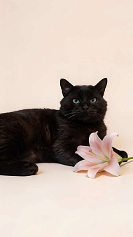 Самый добрый на свете котик Сириус ищет дом и доброе сердце!