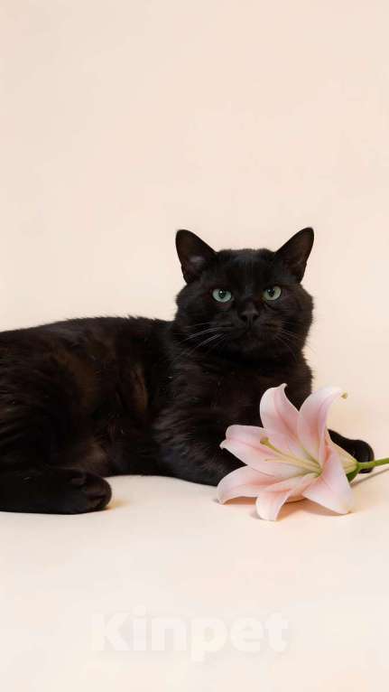 Кошки в Ростове-на-Дону: Самый добрый на свете котик Сириус ищет дом и доброе сердце! Мальчик, Бесплатно - фото 1