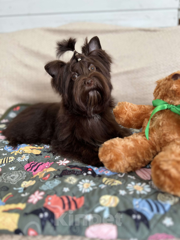 Собаки в Санкт-Петербурге: Девочка шоко йорка в любимцы Девочка, 35 000 руб. - фото 2