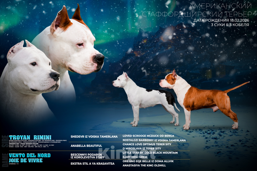 Собаки в Мурманске: Щенки стаффа, РКФ Девочка, Бесплатно - фото 1