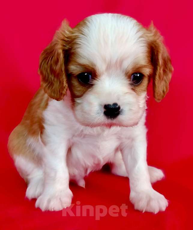 Собаки в Москве: Мальчик Кавалер Кинг чарльз спаниель Мальчик, 90 000 руб. - фото 7