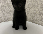 Кошки в Избербаше: Целая банда пушистого счастья ищет дом!🐾 Мальчик, Бесплатно - фото 4