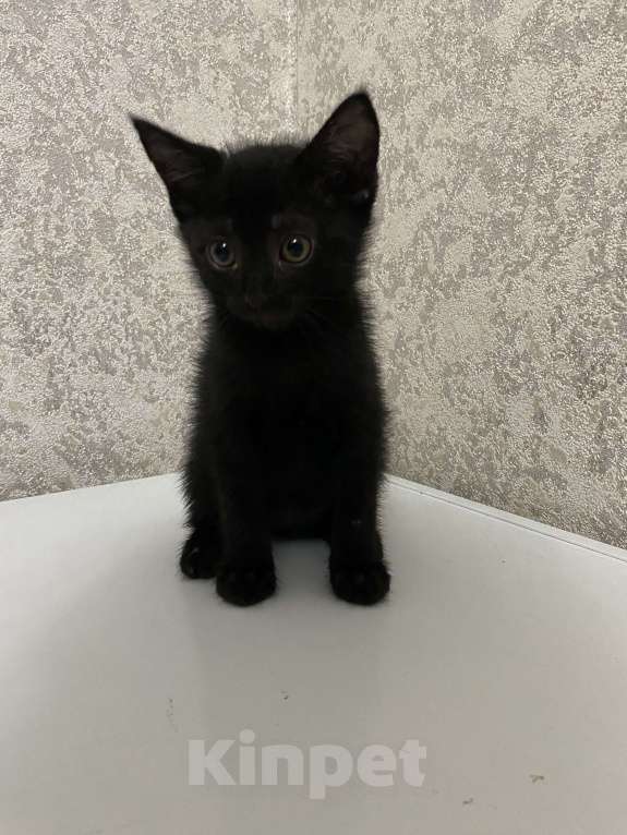 Кошки в Избербаше: Целая банда пушистого счастья ищет дом!🐾 Мальчик, Бесплатно - фото 4