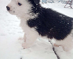 Собаки в Кемерово: Щенки крупнопародных собак Девочка, 100 руб. - фото 1