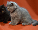 Кошки в Колпашево: Котята - Экзоты, 35 000 руб. - фото 5