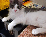 Кошки в Кашине: Котята мейнкун, 15 000 руб. - фото 3