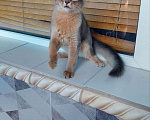 Кошки в Краснодаре: Сомалийская кошка Девочка, 1 руб. - фото 1