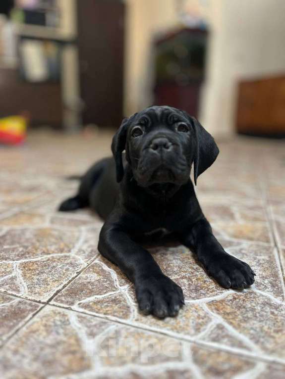 Собаки в других городах Московской области: Щенки Кане Корсо Девочка, 140 000 руб. - фото 1