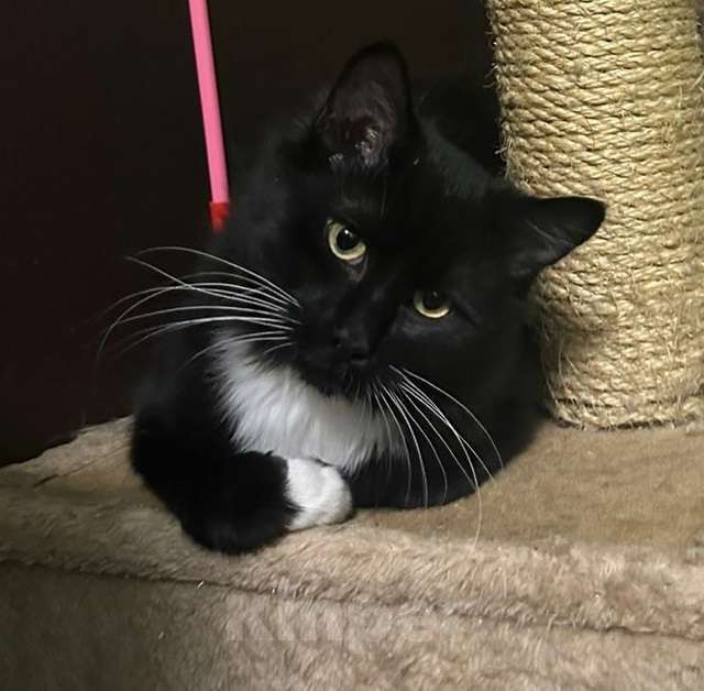 Кошки в Москве: Пушистый котик Вениамин Мальчик, Бесплатно - фото 1