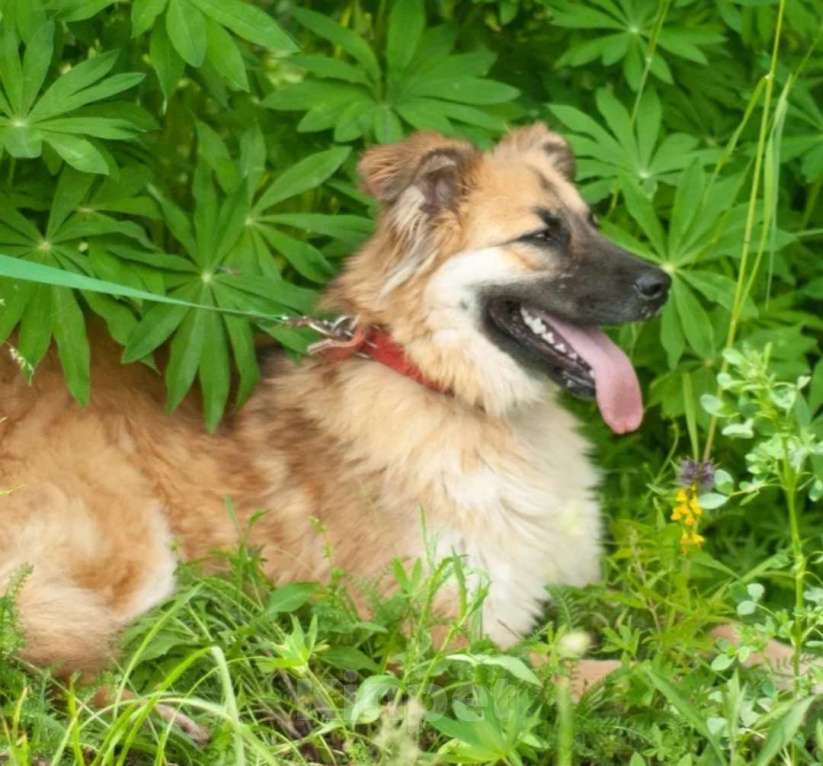 Собаки в Истре: Молодая, ласковая Варежка в добрые руки  Девочка, Бесплатно - фото 4