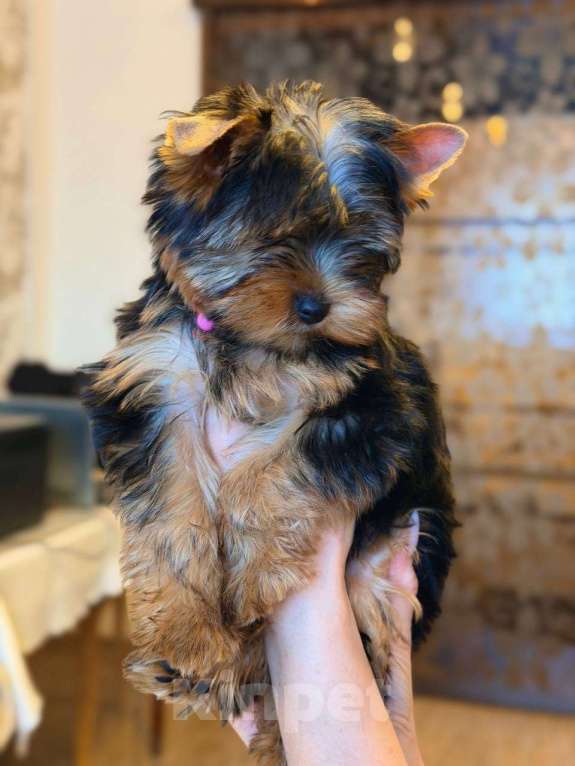 Собаки в Ульяновске: Щенок йоркширского терьера Мальчик, 45 000 руб. - фото 1
