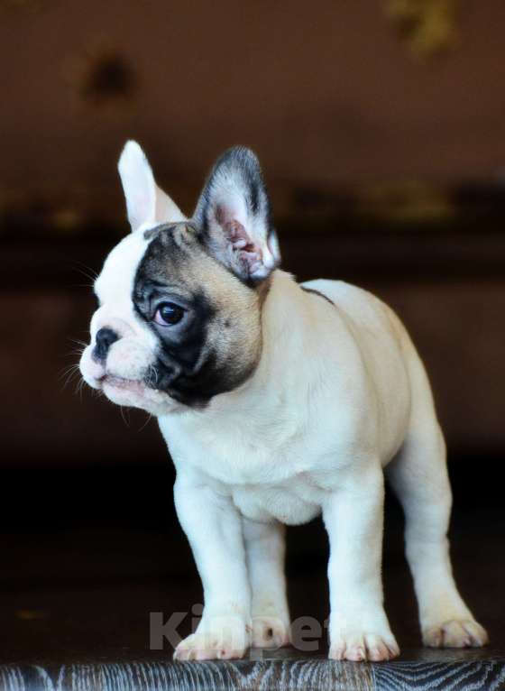 Собаки в Старом Купавне: Щенок Французский бульдог Мальчик, Бесплатно - фото 4