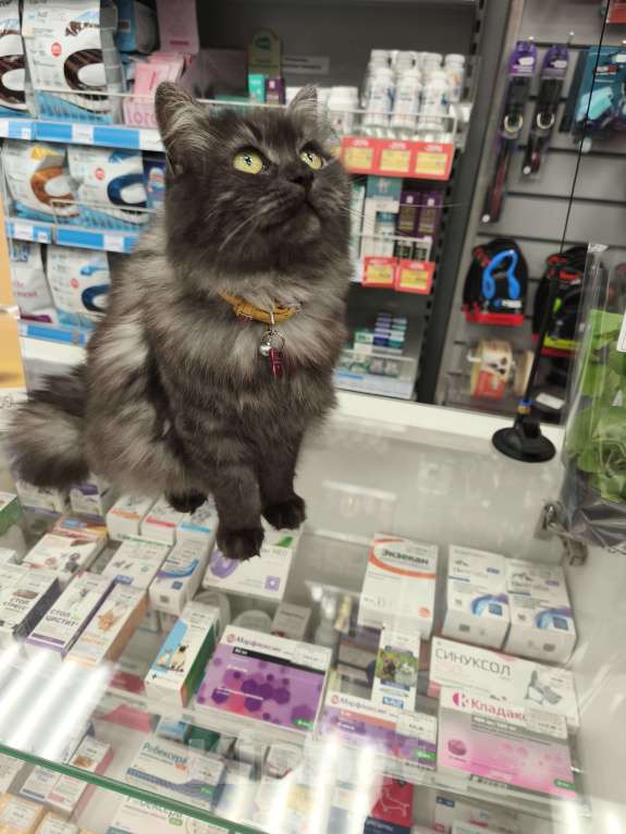 Кошки в Москве: кошка Тучка ищет дом Девочка, Бесплатно - фото 3