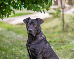 Собаки в Москве: Молодой кобель породы алано эспаньол Донни ищет дом Мальчик, Бесплатно - фото 5