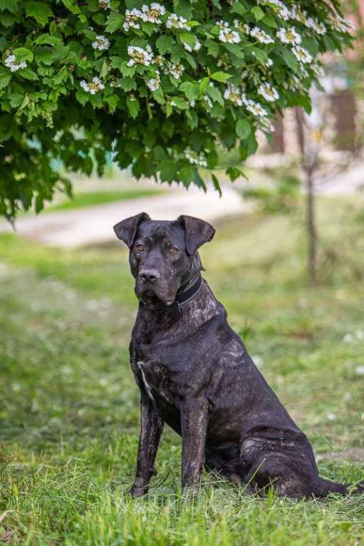 Собаки в Москве: Молодой кобель породы алано эспаньол Донни ищет дом Мальчик, Бесплатно - фото 5