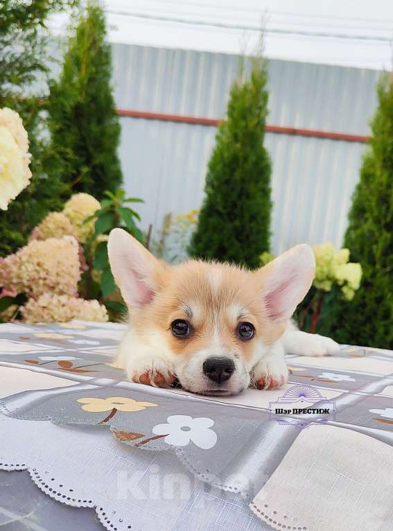 Собаки в Москве: Малышка Вельш корги пемброк  Девочка, 60 000 руб. - фото 2