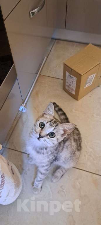 Кошки в Симферополе: Кошечка Буся ищет любящих хозяев) Девочка, Бесплатно - фото 2