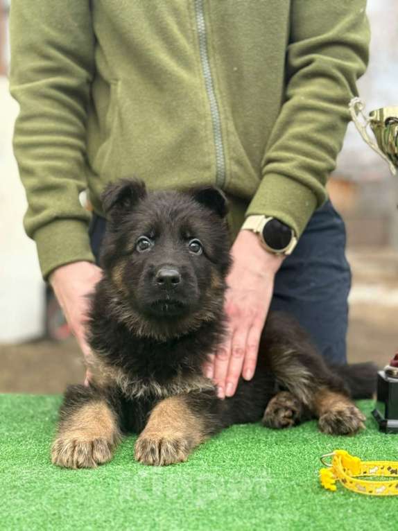 Собаки в Кургане: Щенок немецкой овчарки длинношерстной Мальчик, 50 000 руб. - фото 3