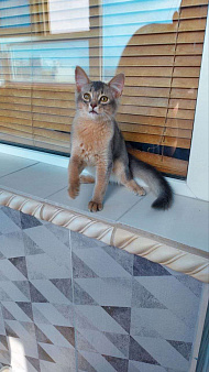 Объявление: Сомалийская кошка, 1 руб., Краснодар
