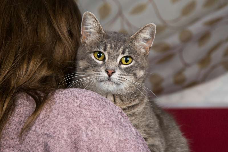 Кошки в Москве: Голубая спокойная кошка Бэлла в дар Девочка, 1 руб. - фото 2