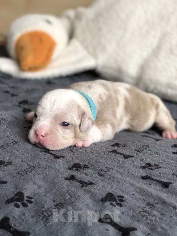 Собаки в Волгограде: Американский булли девочка покет Девочка, 100 000 руб. - фото 1