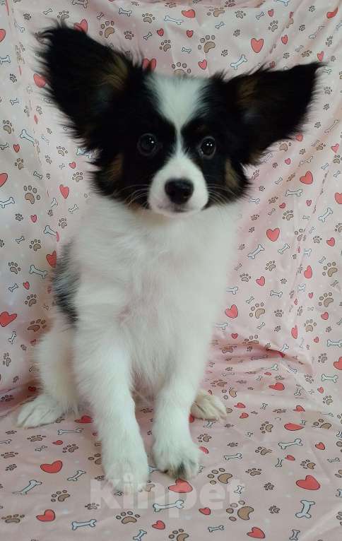 Собаки в Новосибирске: Щенок папийона (континентальный спаниель)  Мальчик, 50 000 руб. - фото 3