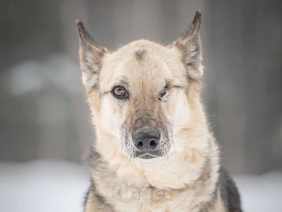 Собаки в Клине: Грей — статный пёс с нордическим характером Мальчик, Бесплатно - фото 1