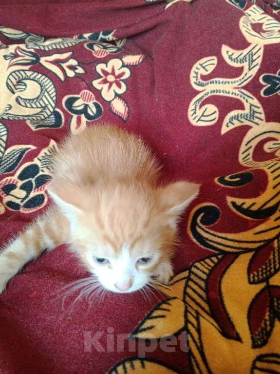 Кошки в других городах Тульской области: 2 котика и 2 кошечки, кушают, к туалету приучены, от кошки мышелова Мальчик, Бесплатно - фото 10