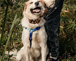 Собаки в Москве: Пушистый белый красавец пёс Альф в дар Мальчик, 1 руб. - фото 5