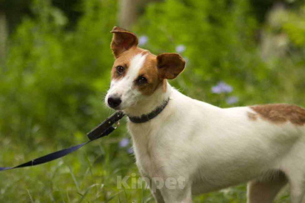 Собаки в Липецке: Пальма  Девочка, Бесплатно - фото 1