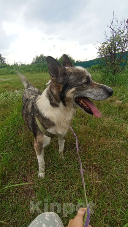 Собаки в Москве: Гоша Мальчик, Бесплатно - фото 2